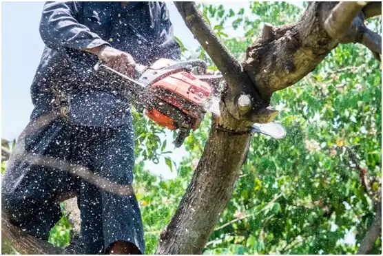 tree services Chickasha